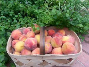 basketpeach